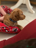 Cocker Spaniel dogs Stunning kc register cocker spaniels family ready - Advert 6