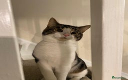 Mixed Breed cats for sale: 1 year old male cat - Image 1