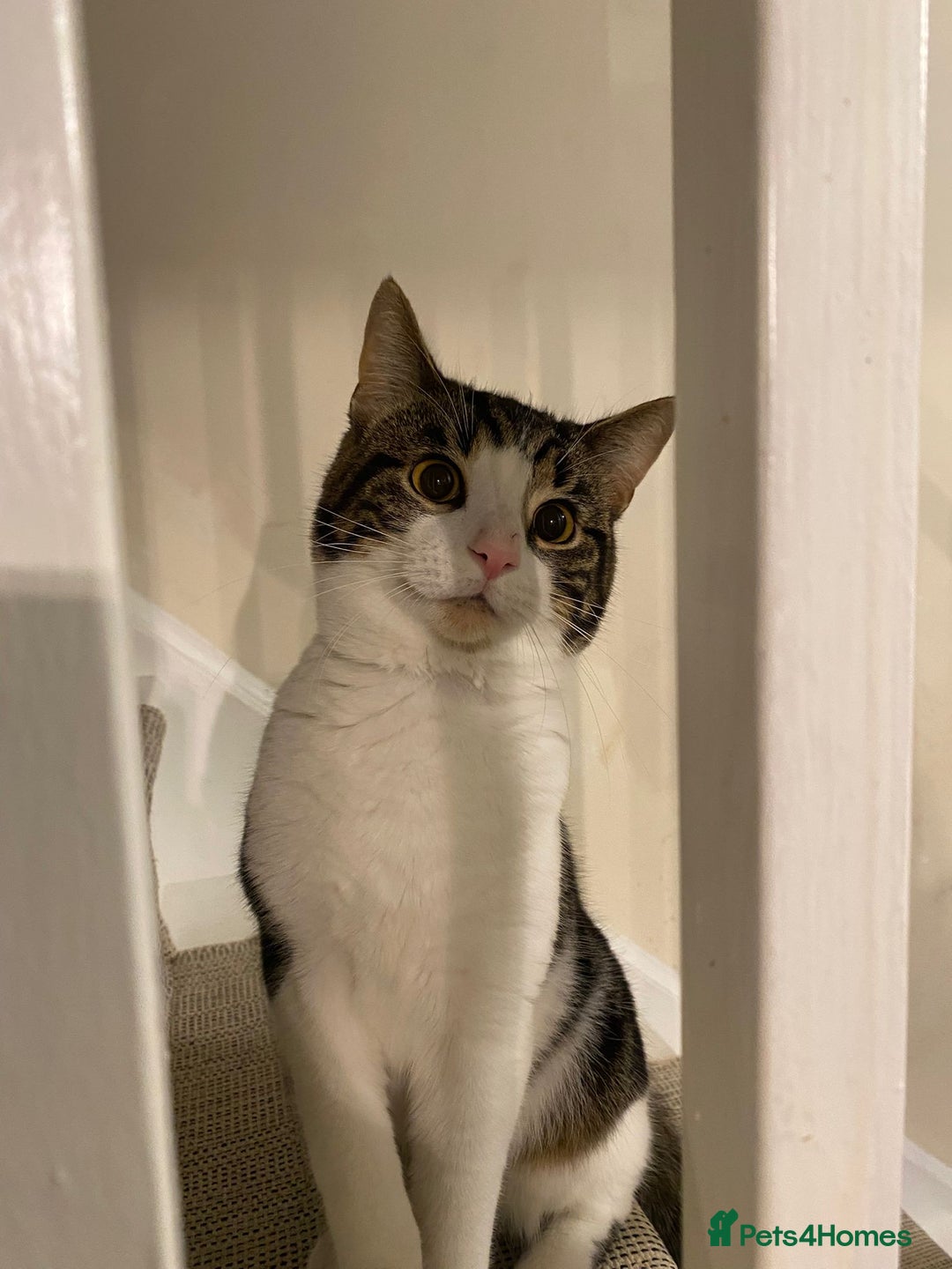 Mixed Breed cats for sale: 1 year old male cat - Image 1