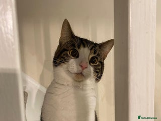 Mixed Breed cats - Advert 9