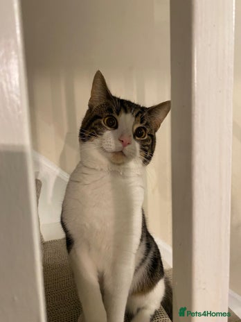 Mixed Breed cats - Advert 10