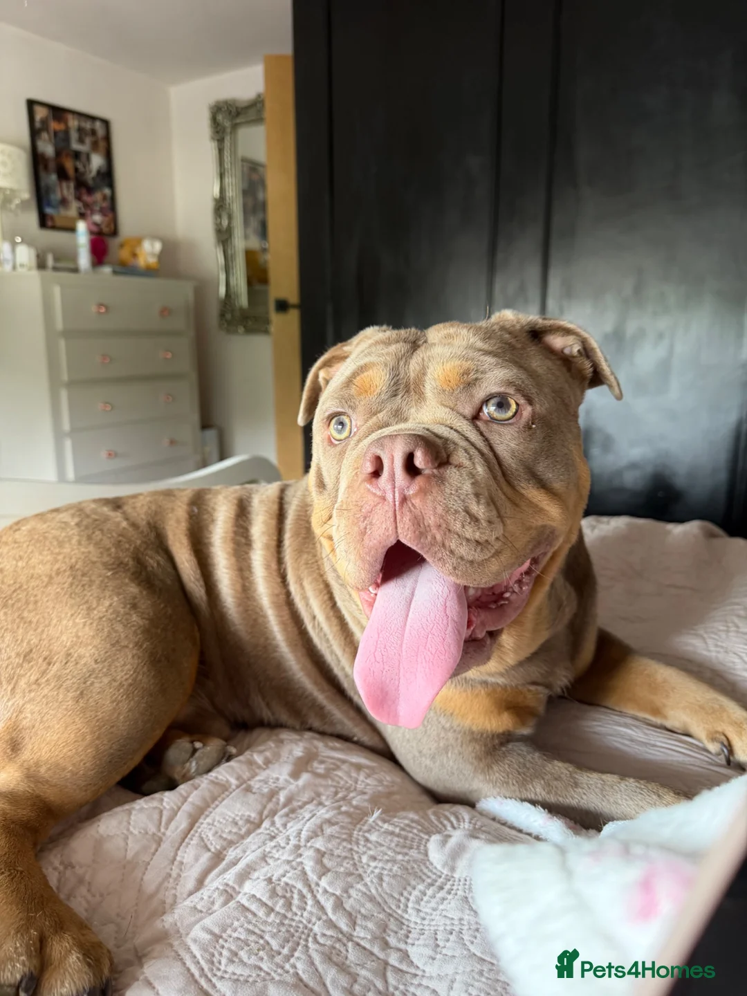 Olde English Bulldogge dogs for stud: ROMEY for stud  - Advert 14
