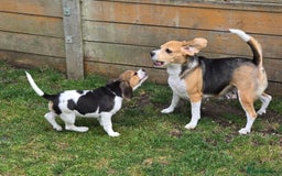 Beagle dogs for sale: KC reg Gorgeous Beagle Pups Champion Bloodline in New Malden - Image 26