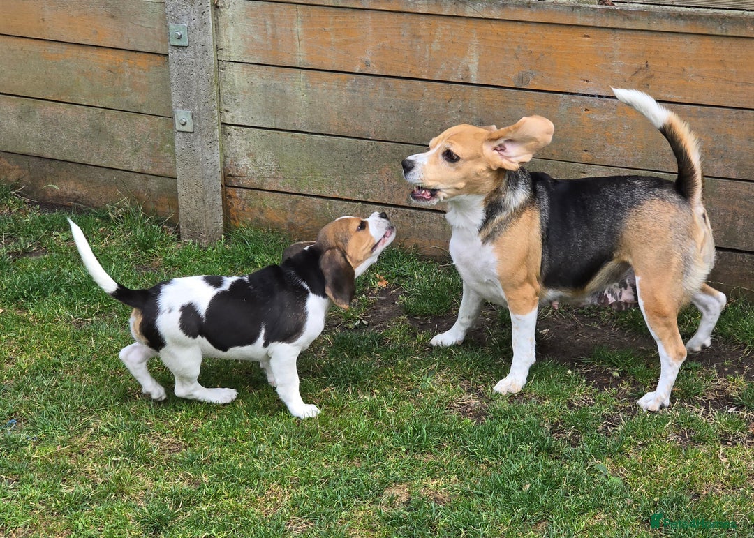 Beagle dogs for sale: KC reg Gorgeous Beagle Pups Champion Bloodline in New Malden - Image 26