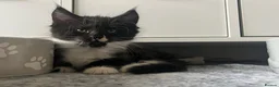 Maine Coon cats for sale: Maine Coon Kittens  - Advert 23