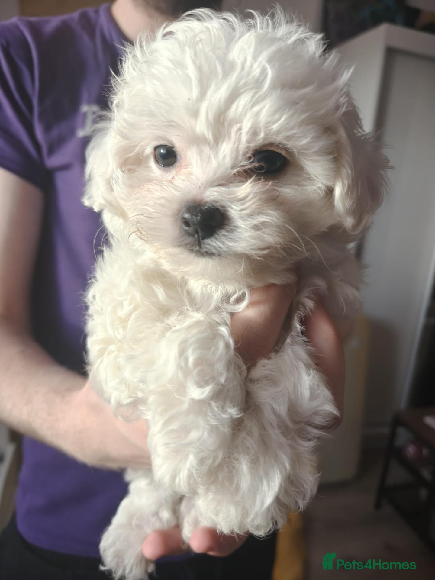 Maltipoo dogs 1 girl left (Ivory coat). Mini Maltipoo F2  - Advert 1