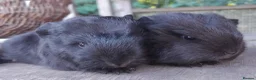Guinea Pig rodents for sale: Swiss, Dalmation,Chocolate, Tort & White baby boys - Advert 2