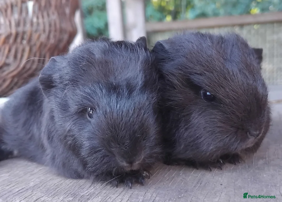 Guinea Pig rodents for sale: Swiss, Dalmation,Chocolate, Tort & White baby boys - Advert 2
