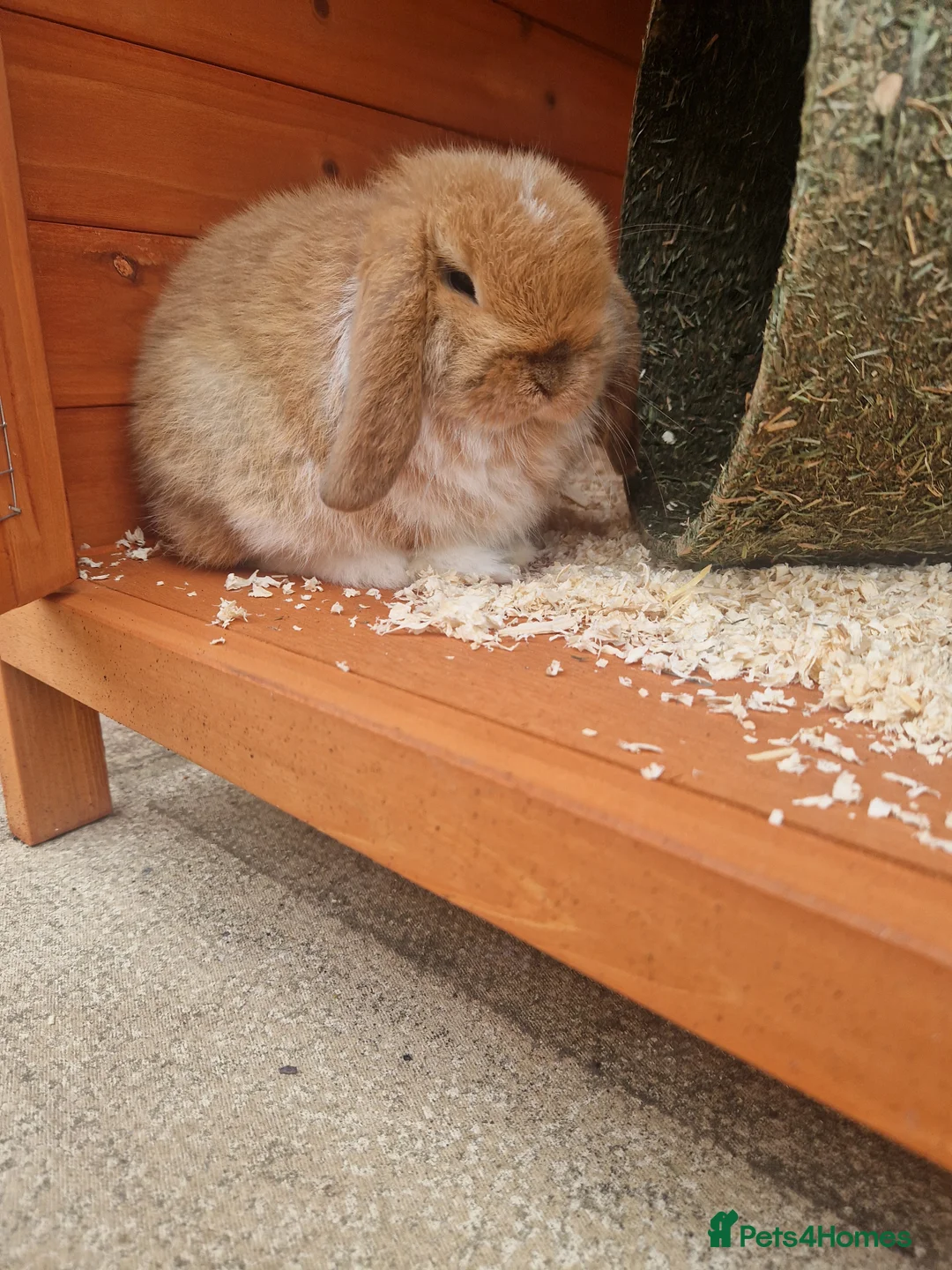 Mini Lop rabbits for sale: Mini Lop rabbit - Advert 5