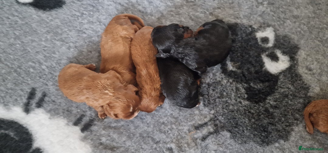 Cavalier King Charles Spaniel dogs for sale: Cavalier King Charles Spaniel puppies - Image 3