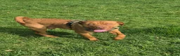 Dogue De Bordeaux dogs for sale: Dogue de Bordeaux Cross springer - Advert 3