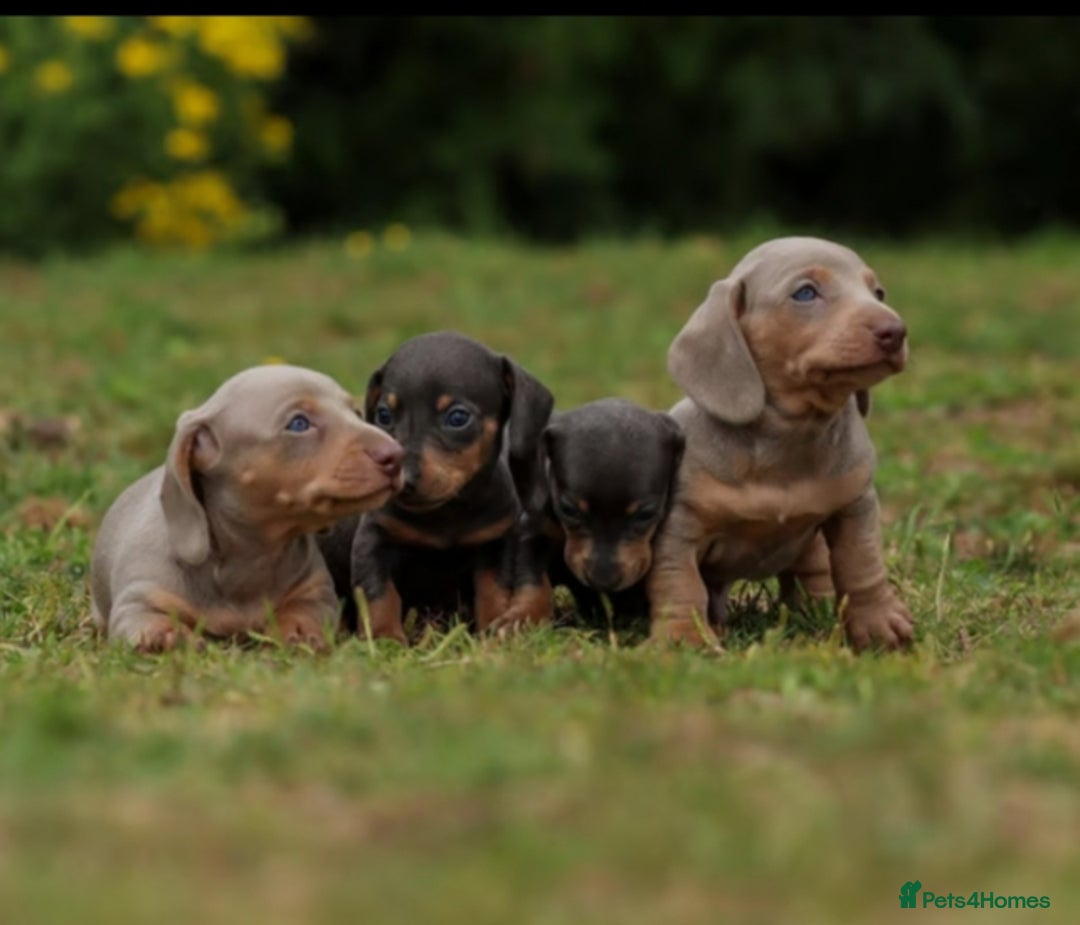 Miniature Dachshund dogs for sale: Miniature Dachshund Puppies  - Image 2
