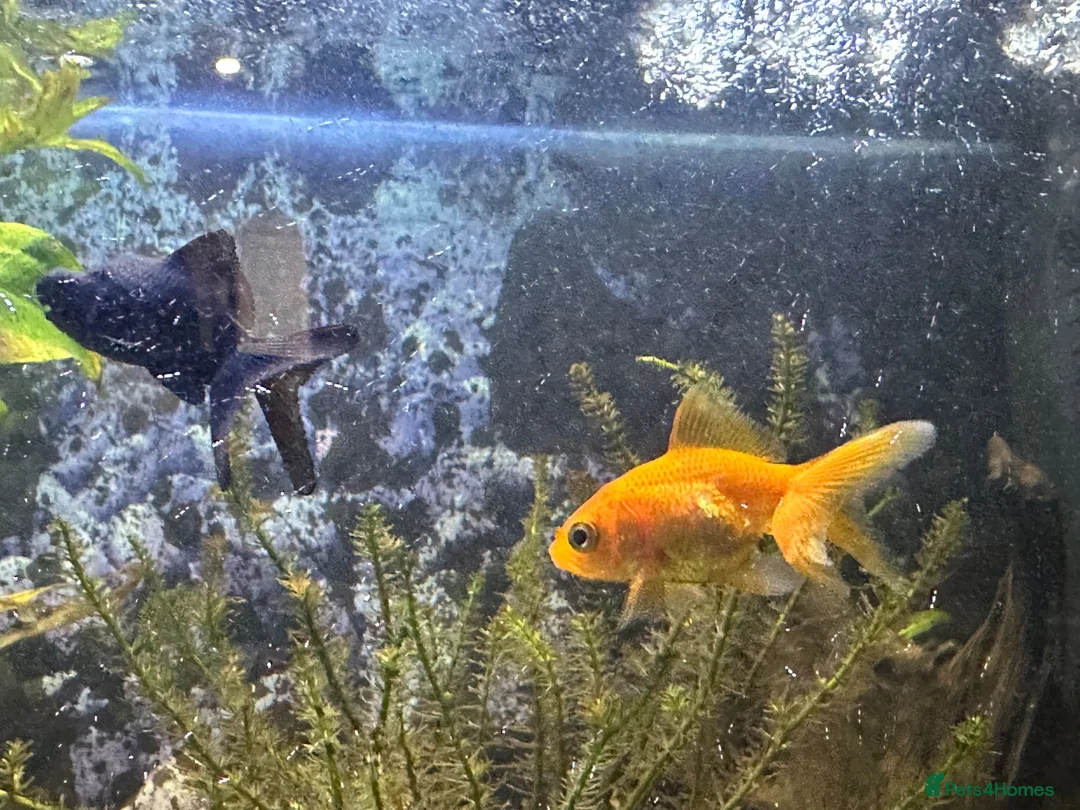 Goldfish fish for sale: One gold fish and one Blackmore  in Weston-super-Mare - Advert 2