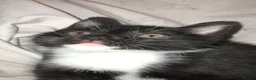 Mixed Breed cats for sale: Tuxedo kittens  - Advert 8