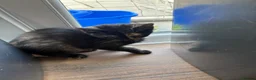 Mixed Breed cats for sale: Beautiful kittens ready now - Advert 2