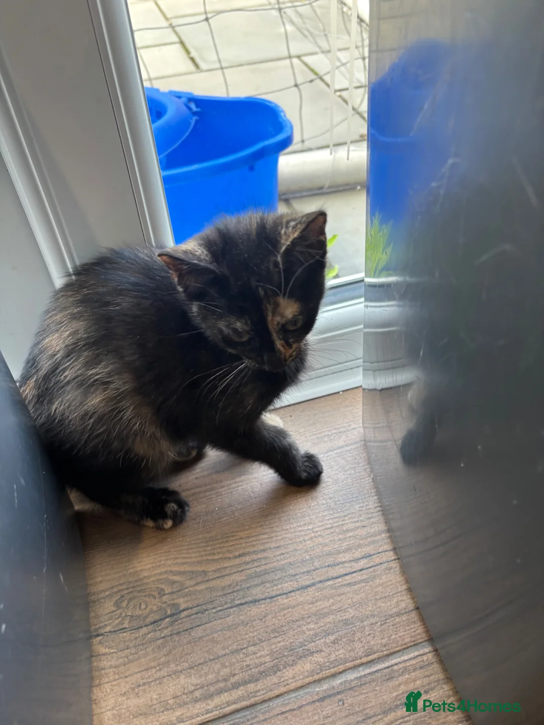 Mixed Breed cats for sale: Beautiful kittens ready now - Advert 2
