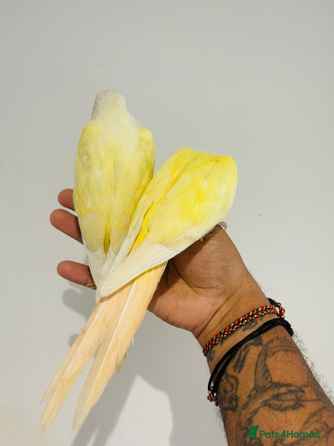 Conures birds for sale: Hand reared conures for sale - Image 6
