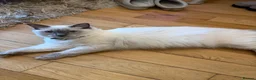 Ragdoll cats for sale: Rehousing kitten ragdolls stunning blue eyed males - Advert 2