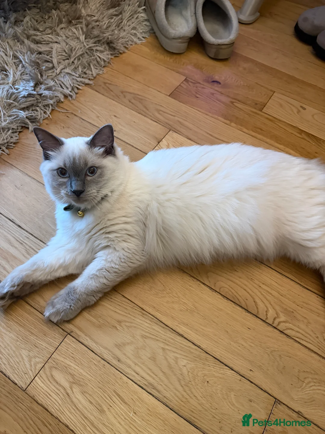 Ragdoll cats for sale: Rehousing kitten ragdolls stunning blue eyed males - Advert 2
