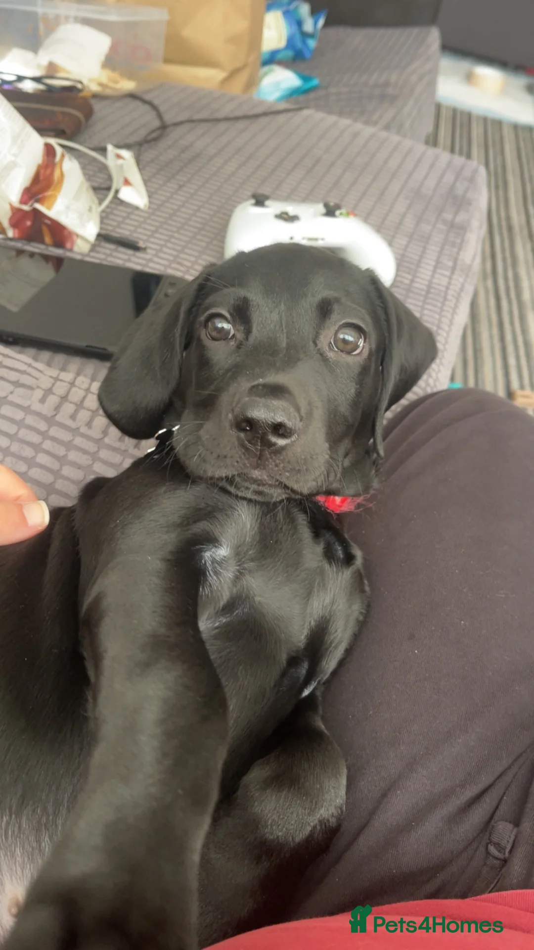 Labrador Retriever dogs for sale: Black Male Labrador Puppy in Swindon - Advert 6