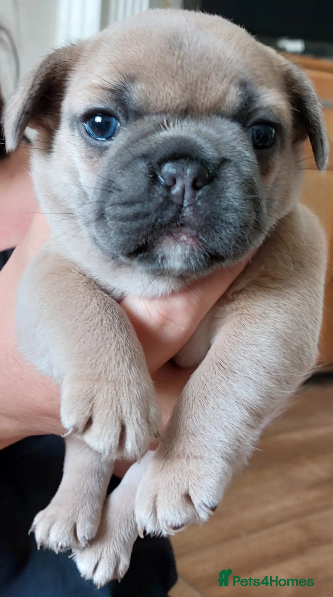 French Bulldog dogs for stud: kc French Bulldog Stud - Advert 18