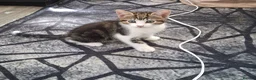 Mixed Breed cats for sale: Kittens  - Advert 2