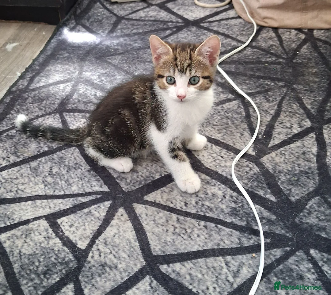 Mixed Breed cats for sale: Kittens  - Advert 2