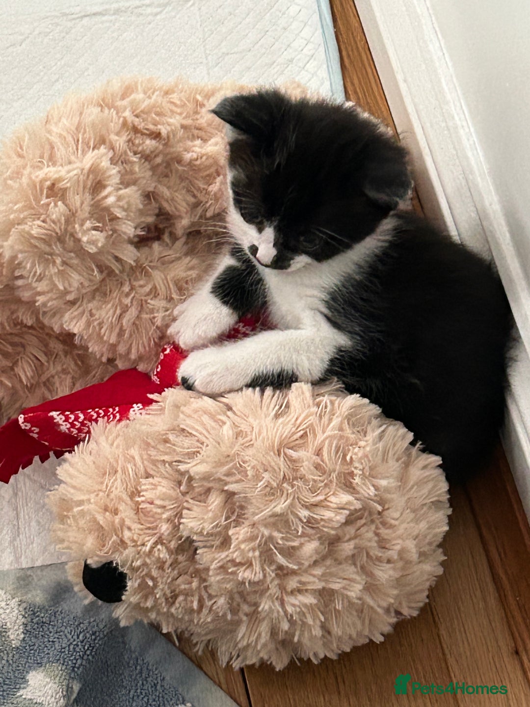 Domestic Shorthair cats for sale: 2 9 week old kittens - Image 3