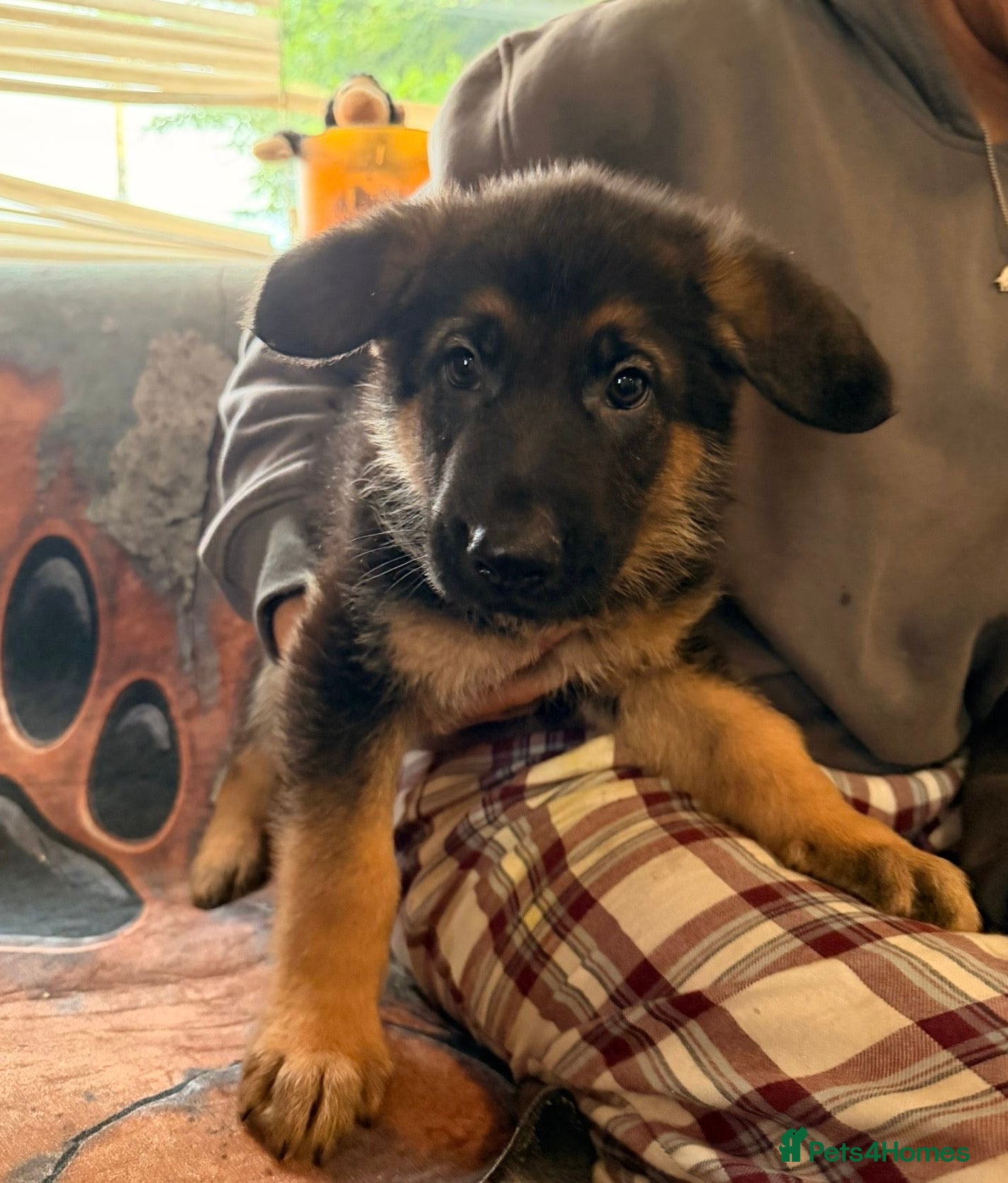 German Shepherd dogs for sale: Beautiful German Shepherd Pups  - Advert 17
