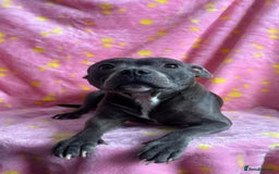 Staffordshire Bull Terrier dogs for sale: Stella & Astro Puppies - Image 10
