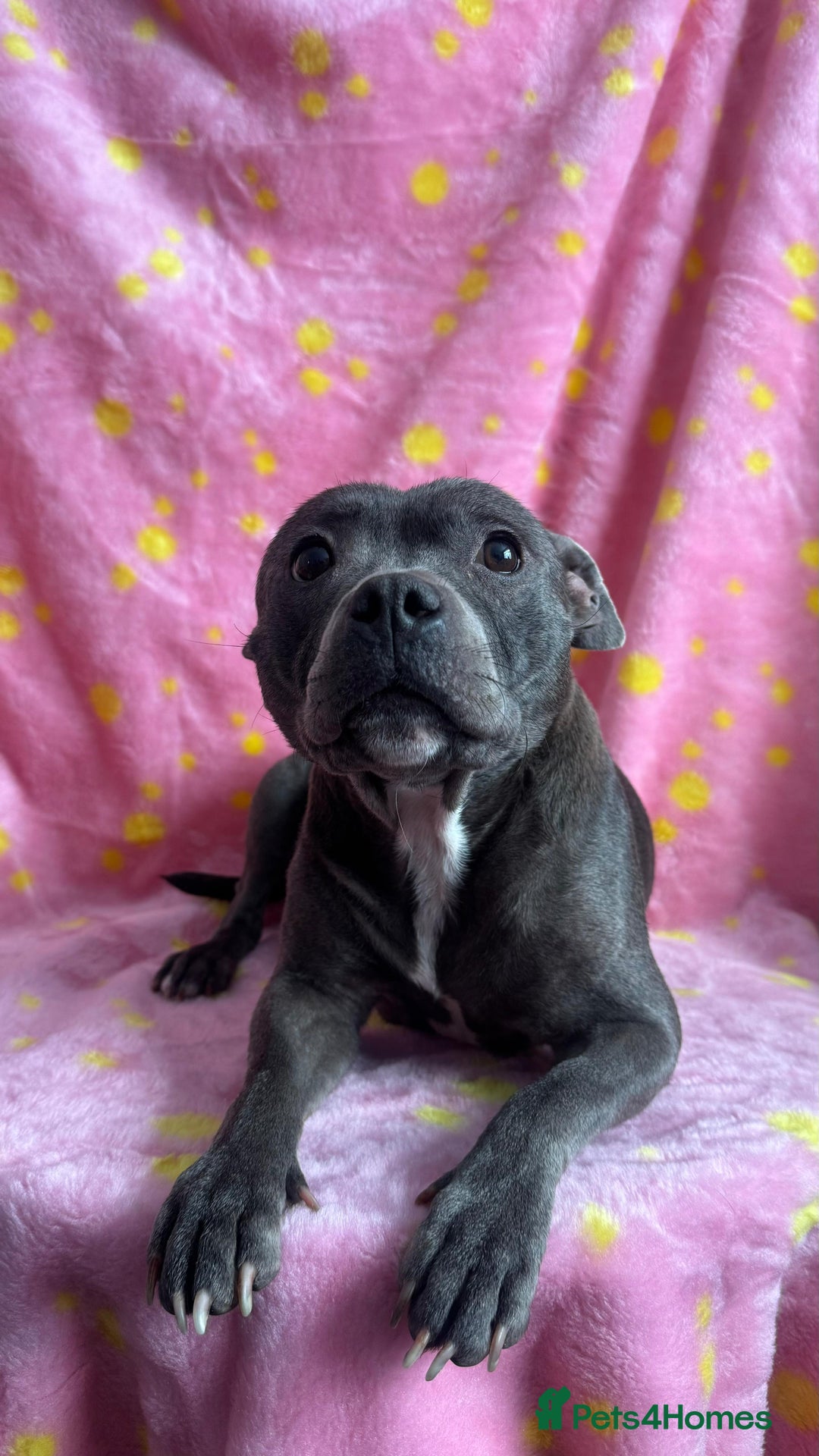 Staffordshire Bull Terrier dogs for sale: Stella & Astro Puppies - Image 10