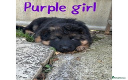 German Shepherd dogs for sale: K/C Registered German Shepherd Puppies  - Image 31