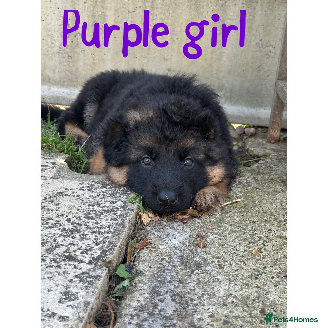 German Shepherd dogs for sale: K/C Registered German Shepherd Puppies  - Image 31