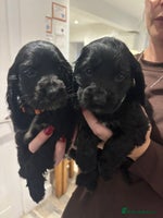 Cocker Spaniel dogs - Advert 25