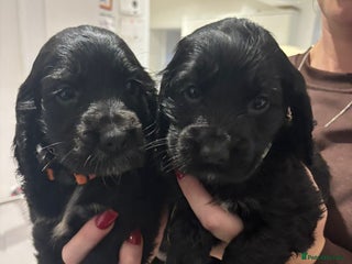 Cocker Spaniel dogs - Advert 8