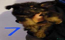 German Shepherd dogs for sale: Stunning litter of german shepherd puppies - Image 7