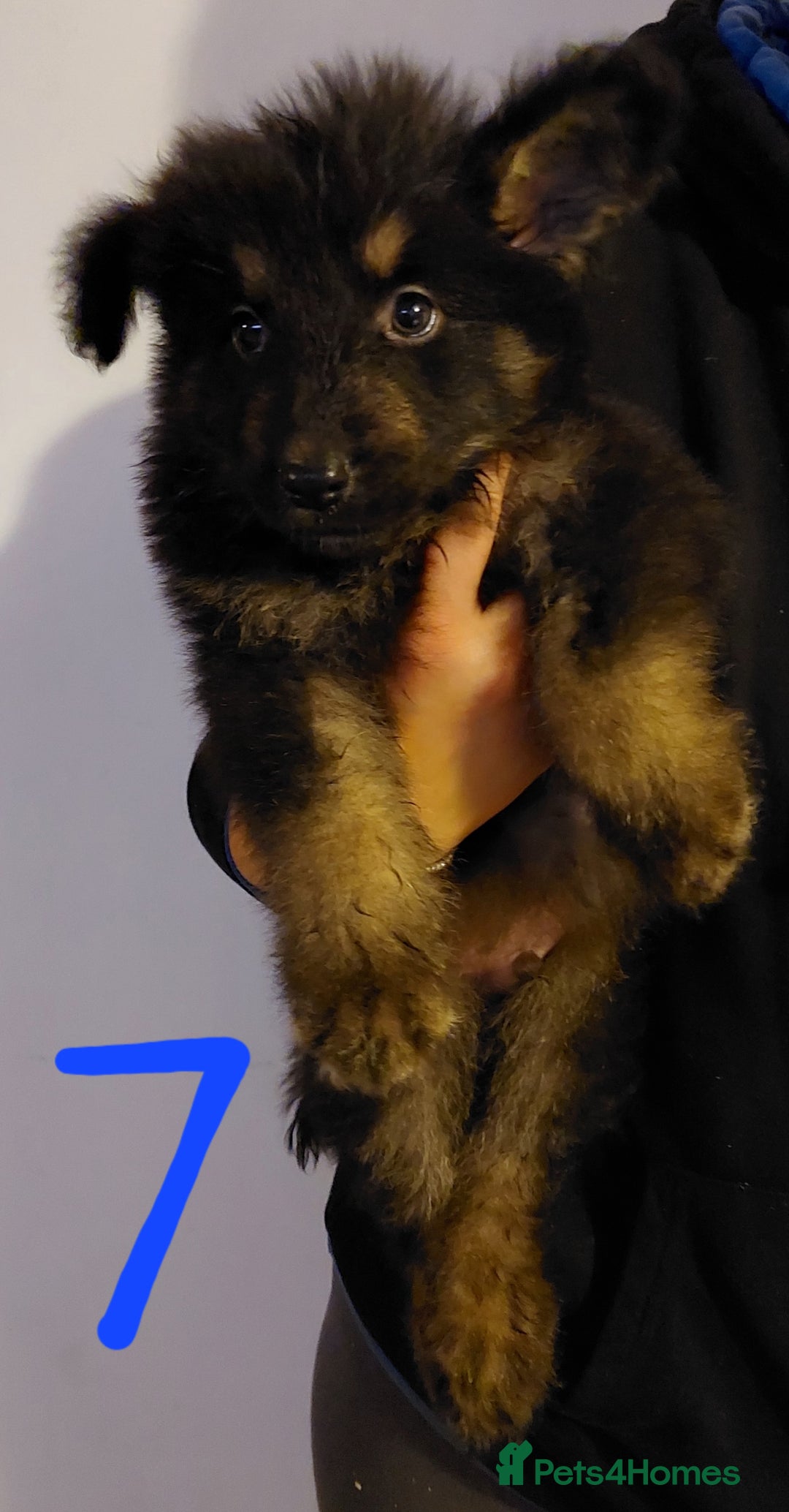 German Shepherd dogs for sale: Stunning litter of german shepherd puppies - Image 7