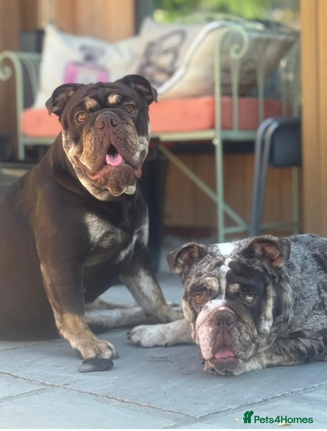 English Bulldog dogs for sale: English bulldog  - Advert 5
