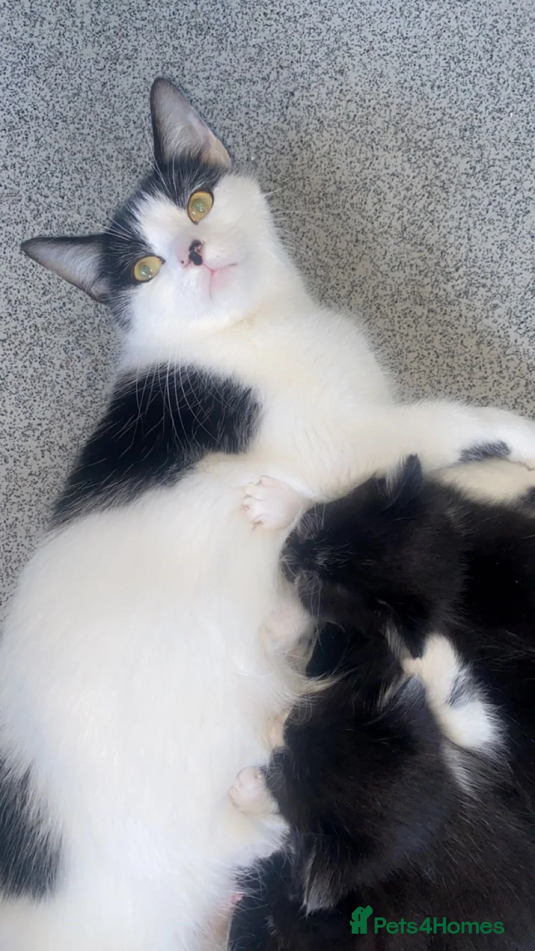 Mixed Breed cats for sale: Beautiful kittens  - Advert 1