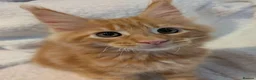 Maine Coon cats for sale: Maine Coons kittens  - Advert 1