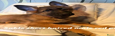 German Shepherd 4