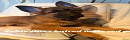 German Shepherd dogs for sale: GLENCONNER GERMAN SHEPHERDS  - Advert 7