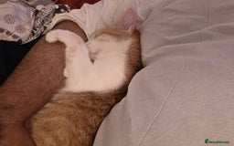 Mixed Breed cats for adoption: Cuddly, One Eyed *Indoor* cat  - Image 4