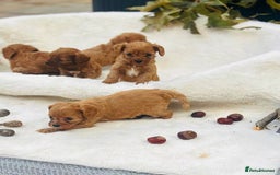 Cavapoo dogs for sale: 🐾 Red f1 Cavapoo Puppies 🐾 - Image 4
