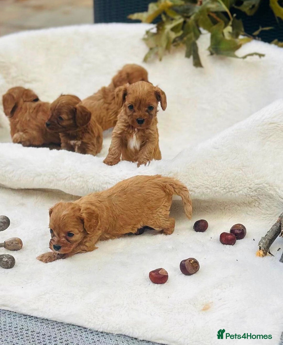 Cavapoo dogs for sale: 🐾 Red f1 Cavapoo Puppies 🐾 - Image 4