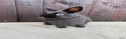 Netherland Dwarf rabbits for sale: 2 Adorable Netherland Dwarf Bunnies  - Advert 6
