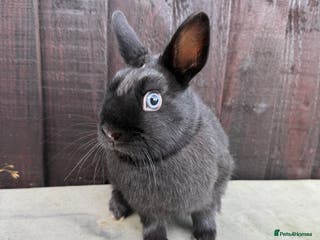 Netherland Dwarf rabbits Only one Adorable Netherland Dwarf Bunny - Advert 14