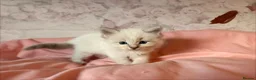 Ragdoll cats for sale: 🌟RAGDOLL KITTENS 🌟 - Advert 11