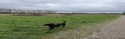 Cockerdor dogs for sale: Cockerdor puppies  - Advert 1