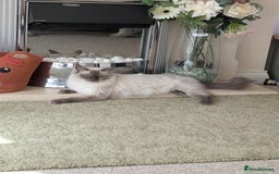 Ragdoll cats for sale: 4 gorgeous ragdoll kittens  - Image 10